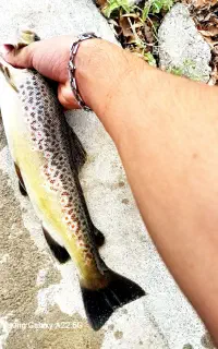 ماهی تازه وخوشمزه کف قیمت۳۲۰