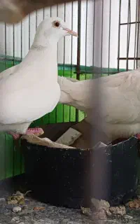 جفت کبوتر خانگی ق م ر ی سفید