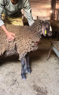 بره قوچی همو و هترو