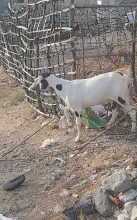 بز سرحال