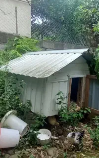 لانه مرغ و خروس و...