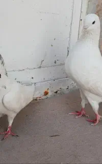 گمشده