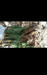 فسیل گلوته ۵۰۰