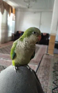 جوجه طوطی راهب دونه خور شده رام