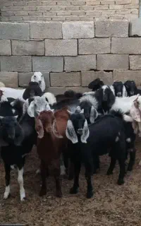 فروش کهره نر و ماده