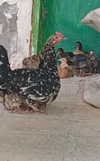 مرغ جوجه دار