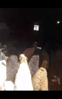 فروش تعداد ۲۰۰راس بره ماده سبک و سنگین
