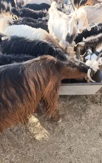 بز چاق و داشتی