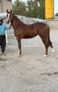 کره مادیان دوسر  پرشی