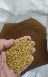 بذر یونجه امریکایی ،جو بذری واکسیما ابی