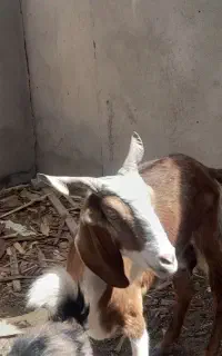 بز ماده