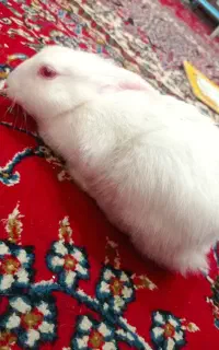 خرگوش