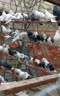 کبوتر تیر ماهی