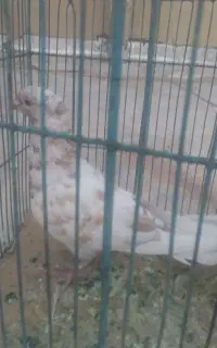 کبوتر