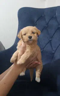 توله سگ مالتیپو ۲ماهه