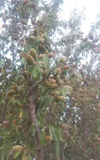 فروش بادام تلخ