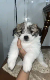 4 عدد توله ۲ ماهه سالم و سرحال آماده آموزش