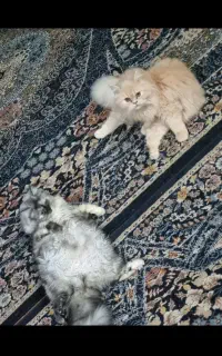 گربه نژاد هیمالین