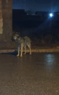 فروشی سگ محلی