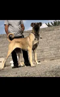 سگ کانگال اصل «اورجینال»