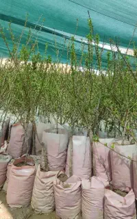 نهالستان فروش‌ گردو نهال بادام گلدانی پربار