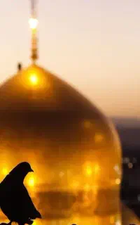 چارتر ویژه زنجان ــ مشهد