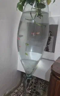 تنگ ماهی