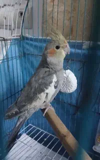 عروس هلندی نر