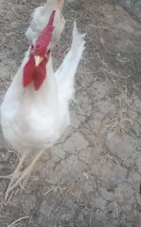 خروس و اردک