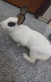 خرگوش ماده