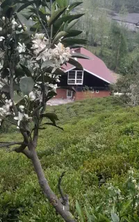 سوئیت چوبی