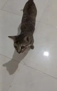 واگذاری  گربه ماده  عقیم شده