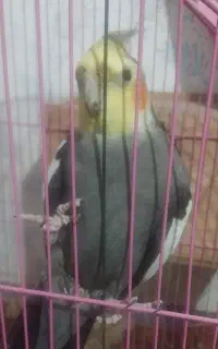 عروس هلندی نر