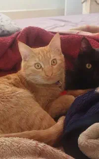 گربه تمام نارنجی نژاد dsh با قلاده بنفش گمشده