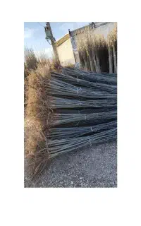 فروش انواع نهال های بادام صنوبر در نهالستان