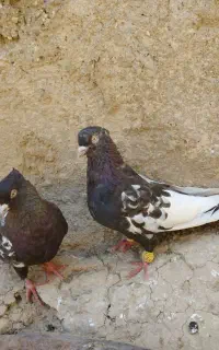 سینه سرکه نر با ماده