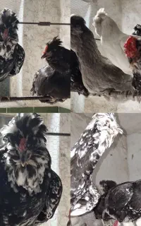 جوجه گلین ،طوسی،سفید،پاکر ریشی چهل تاج