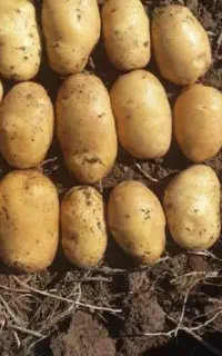 درمان چیچک /کنترل شوری خاک /کنترل اسکب/ سیب زمینی