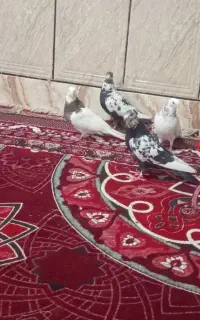 خرید و فروش کبوتر