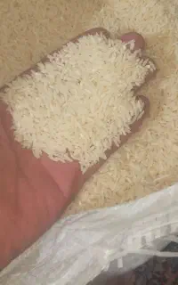 برنج هاشمی ۲۶۰ کیلو سورت شده ۲۰ کیلویی