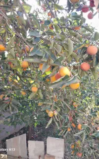 خرمالو