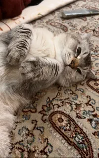 گربه ماده برای جفت