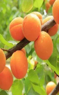 فروش نهال زردآلو تخم مرغی یا سلطنتی