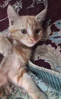 واگذاری رایگان بچه گربه