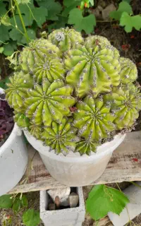 فروش گل کاکتوس