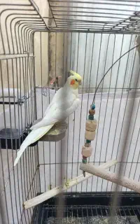 عروس هلندی