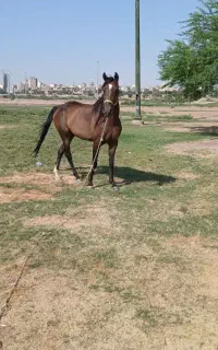 مادیون