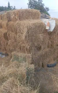 یونجه