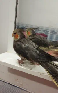 عروس هلندی گمشده