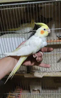 جوجه عروس دونه خور